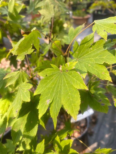 Acer sieboldianum 'Mikasa yama' - mapleridgenursery
